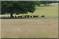 TQ0752 : Dexter cattle, Hatchland Park by Alan Hunt