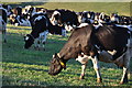 Bradninch : Grassy Field & Cattle