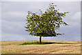 East Devon : Grassy Field & Tree