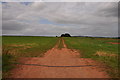 SX9795 : East Devon : Grassy Field & Track by Lewis Clarke
