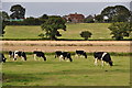 SY0194 : East Devon : Grassy Field & Cattle by Lewis Clarke