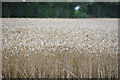SY0096 : East Devon : Crop Field by Lewis Clarke