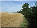 Stubble field and hedgerow