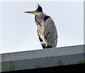 TQ0879 : Heron next to the Grand Union Canal by Mat Fascione