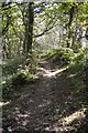 SS5085 : Path through Oxwich Wood by Philip Pankhurst