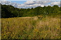 Path through field at Compton