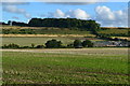 Fields below Millers Lane with Yew Hill in the distance