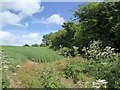 SU8509 : Wild flowers at the entrance to a field north of Mid Lavant by David Smith