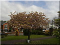 Cherry Tree, St David