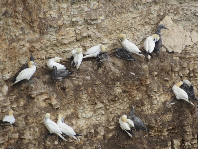 Gannets  with  young  (Guga's)  on  Bempton  Cliffs