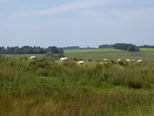 Sheep grazing near Lanrick Hall