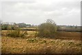 Hedge, Furze Hill Farm