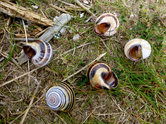 Empty snail shells, Magilligan Point