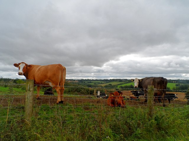 Staring cows near Dunton © Bikeboy :: Geograph Britain and Ireland