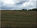 Stubble field near Maulden