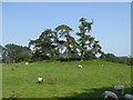 Trees on a hillock near Belzies Farm