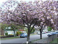 Cherry Trees, Crossfields, Croespenmaen