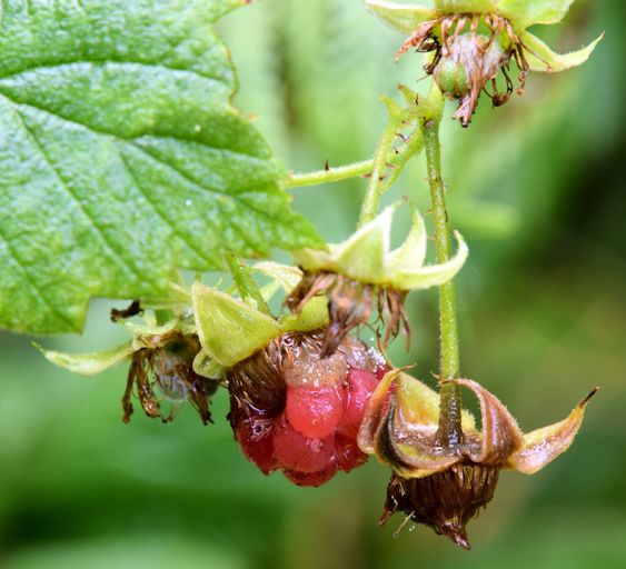 Wild raspberry, Glenlyon, Holywood (August 2015)