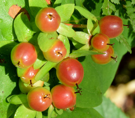 Tutsan berries, Glenlyon, Holywood -  August 2015 (1)