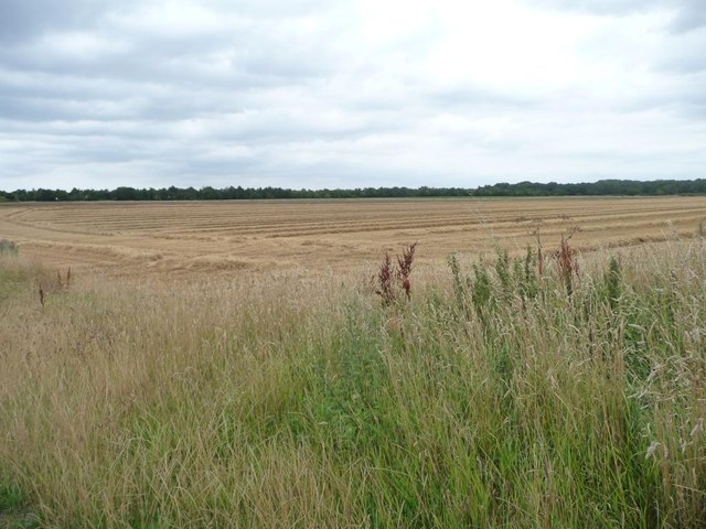 Wheatfield and uncultivated margin, south-west of Wyken