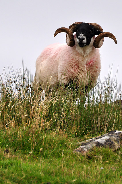 West Devon : Dartmoor Sheep