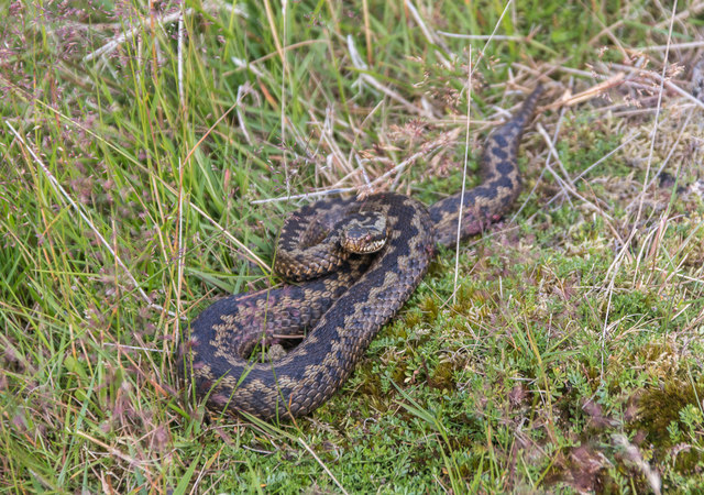 Adder Basking on Moorland near Levisham,... © Christine Matthews ...