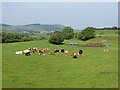 Cattle at Lochmaben