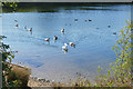 TQ0872 : Water birds, Bedfont Lakes by Alan Hunt