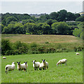 Pasture south-west of Swyddffynnon, Ceredigion