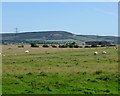 Sheep in field