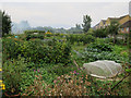 Nuffield Road allotments