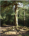SP1096 : Scots pine with exposed roots, edge of Holly Hurst, Sutton Park by Robin Stott