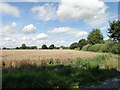 Wheat crop on Parliament Heath, Groton