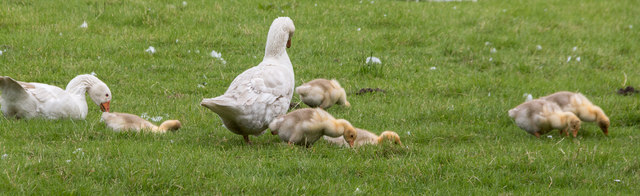 Geese and Goslings, Ryedale Folk Museum, Hutton Le Hole, Yorkshire