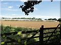 Horticultural polytunnels