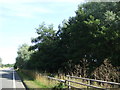 Woodland beside the A600, Shefford