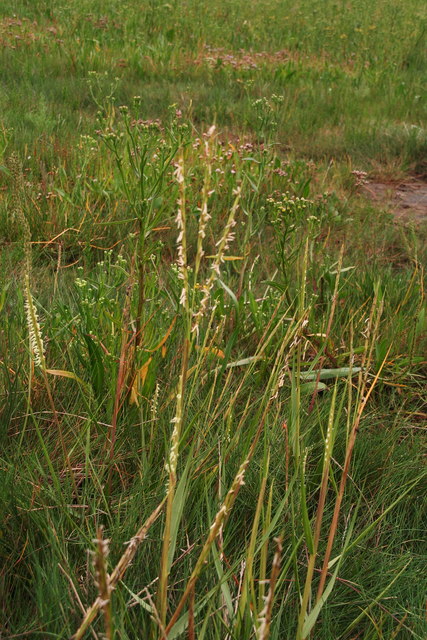 Cord-grass at Rimac