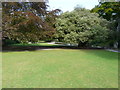 Evergreen oak, Connaught Park