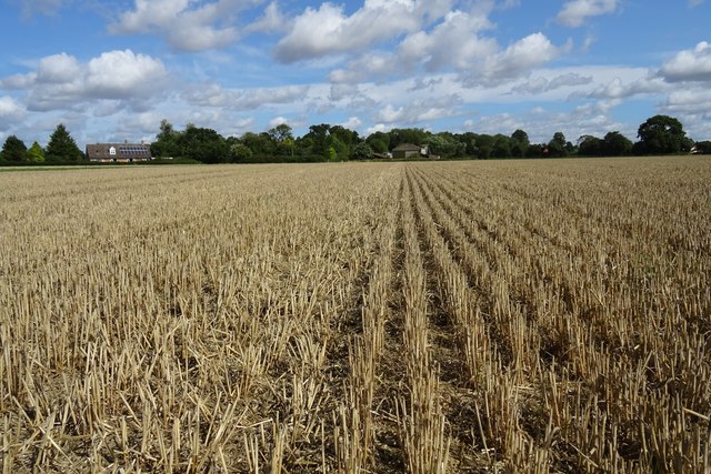 Harvested wheat field at Harleston