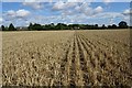 Harvested wheat field at Harleston