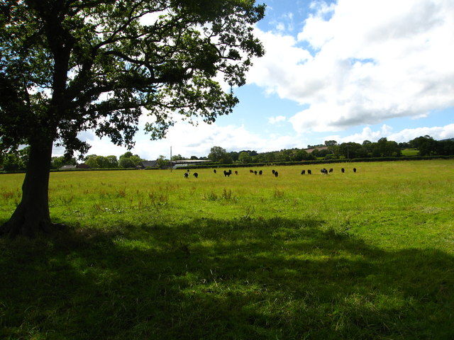 Cattle in field beside Frank Farm