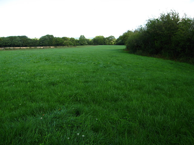Field and woodland near Plas-ym-Mhowys Farm