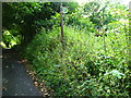 Sign for completely overgrown footpath