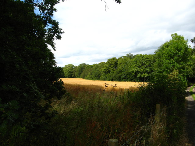 Cereal crop and woodland