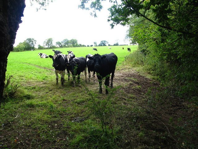 Curious cattle in field