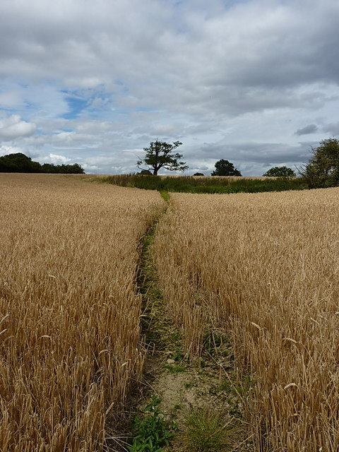 Footpath in a field of wheat