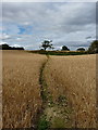 SO6989 : Footpath in a field of wheat by Richard Law