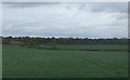 Crop fields north of Bury St Edmunds