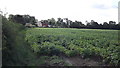 A field at Barton in the Beans