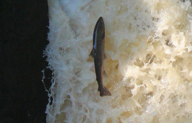 Salmon attempting to leap the Black Linn Falls